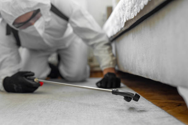 Professional Bed Bug Control technician working in St. Bonaventure, NY