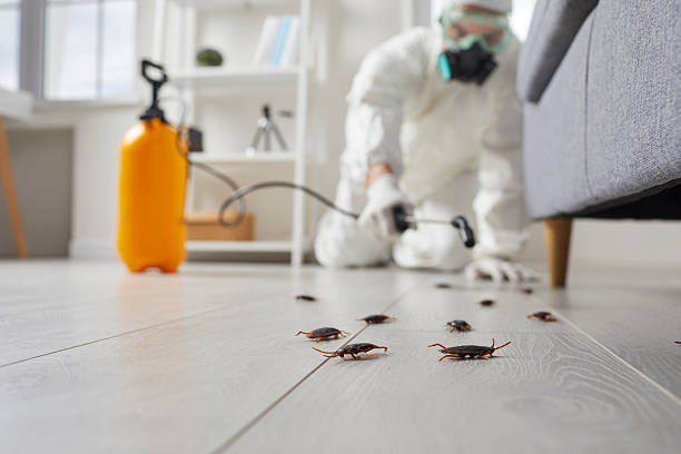 Trusted Termite Control service in St. Bonaventure, NY - Nex Pest Control